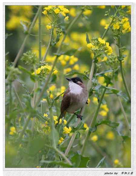 菜花菜鸟 菜花菜鸟