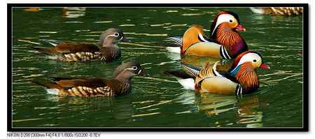 鸳鸯湖  恩爱夫妻版