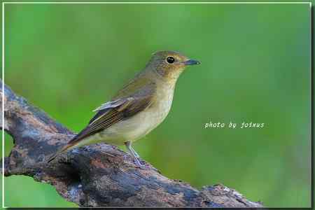 白腹琉璃 白腹姬鹟