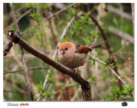 盐城的棕头鸦雀