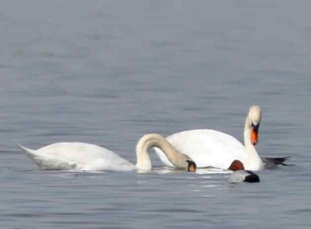 天鹅情侣精彩组图