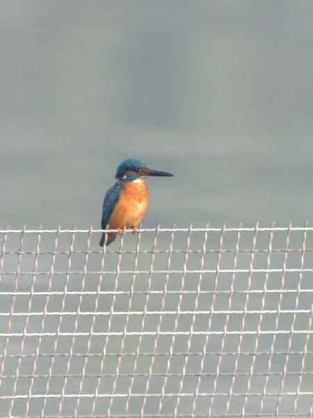 记录大明湖的翠鸟