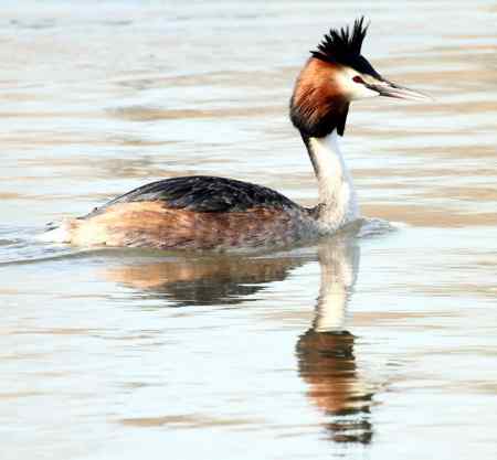 太阳岛的鸟  凤头