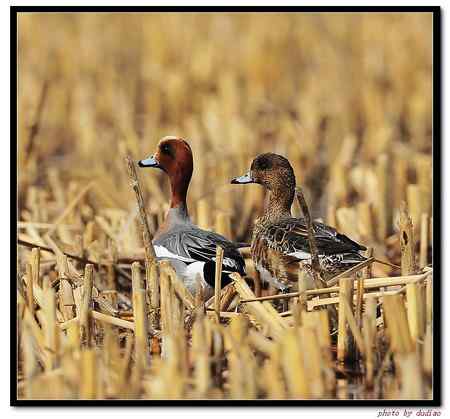 赤劲鸭一对 赤劲鸭一对