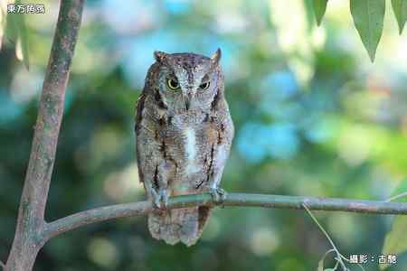東方角鴞照片