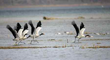 紧急起飞的黑颈鹤