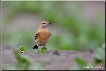 漠即鳥 台湾迷鸟