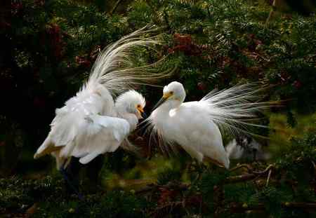 一对红眼睛 白鹭的