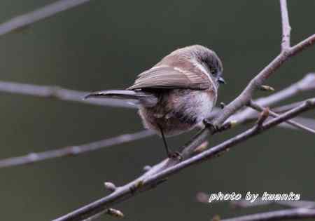 银脸（长尾）山雀