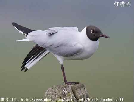 鸟类辨识：红嘴鸥和棕头鸥