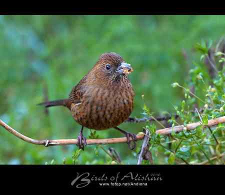 台湾阿里山酒红朱雀 Vinaceous Rosefinch 台湾阿里山酒红朱雀 Vinaceous Rosefinch