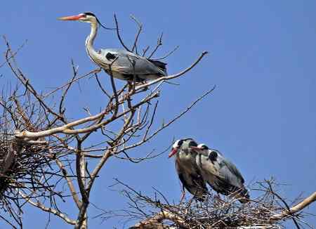 你们亲昵，我站岗，嘻嘻。