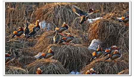 几百只野生鸳鸯!!!不敢相信自己的眼睛