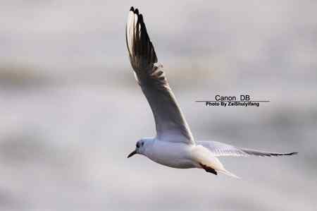 北戴河的海鷗越來越多……