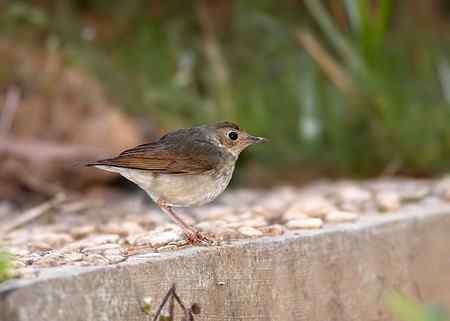 越南观鸟 特色鸟类多