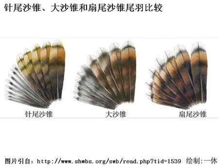 扇尾沙锥和针尾沙锥主要区别