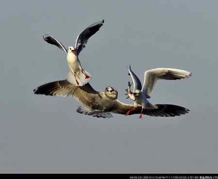 天福野鸟摄影 回放 天福野鸟摄影 回放