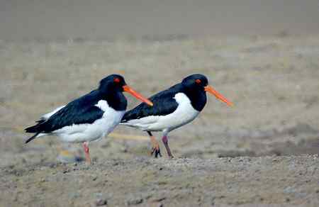 砺鹬 熬过漫长的冬季 砺鹬 熬过漫长的冬季