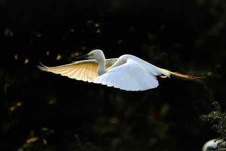 拍不够的象山鹭