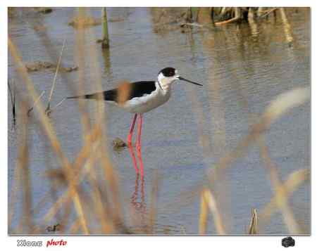 盐城保护区的黑翅长脚鹬