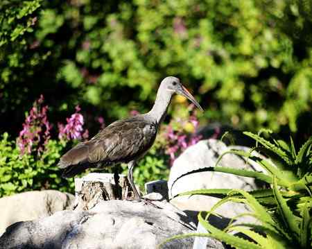 南非拍鸟 都不认识的鸟儿