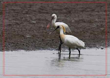 在盐城拍摄到黑脸琵鹭！！！