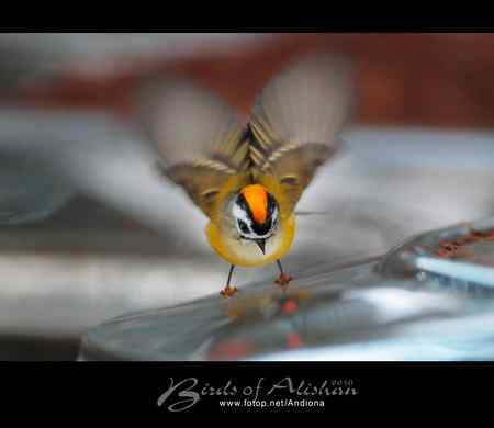 火冠戴菊 Taiwan Firecrest