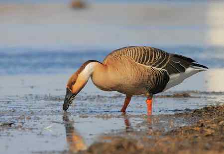 扬长避短拍鸟——白鹤亮翅