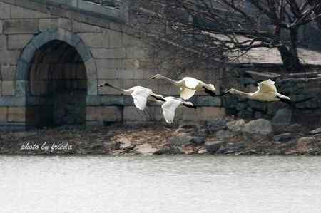 13日颐和园小天鹅