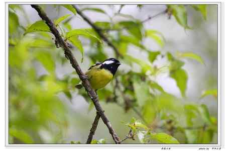 秦岭地区的小林鸟