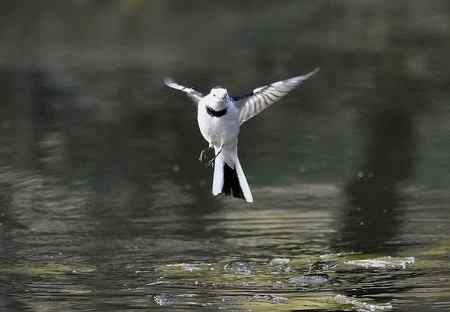白鹡鸰鸟儿悬停
