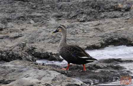 浑河初开丽鸭来：斑嘴鸭