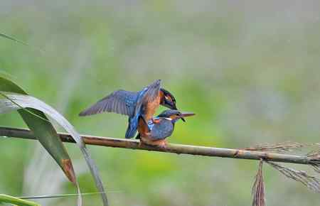 翠鸟的甜蜜爱情