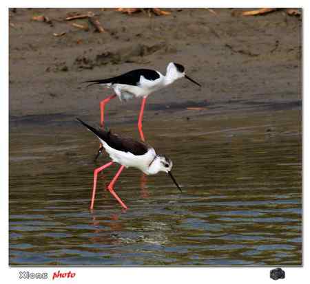 盐城保护区的黑翅长脚鹬