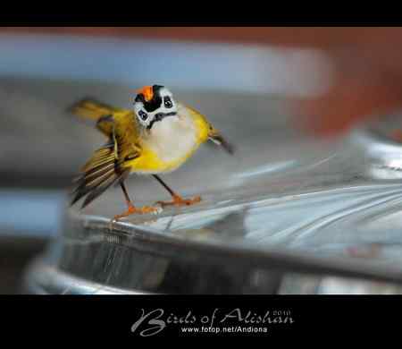 火冠戴菊 Taiwan Firecrest