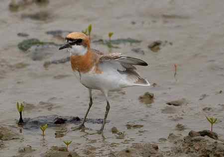 铁嘴沙珩的求偶
