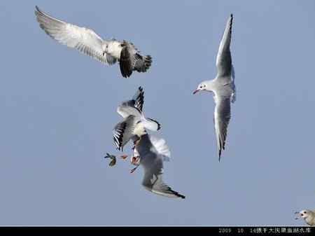 天福野鸟摄影 回放 天福野鸟摄影 回放