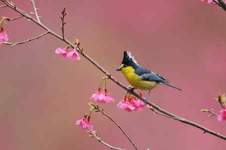 各种花與鳥 天然花鸟图