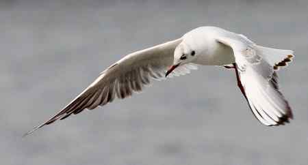 求教海鸥种类(7p)