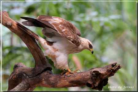 再見蜂鷹 高清晰美图