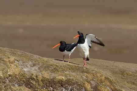 蛎鹬春天的故事