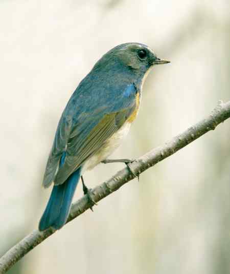 林场的红胁蓝尾鸲