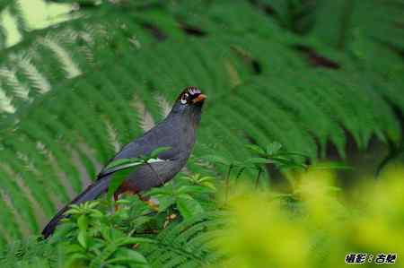 西馬观鸟行 西馬观鸟行