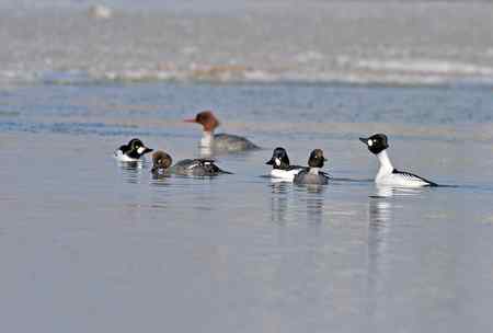 游戏多情的小鹊鸭
