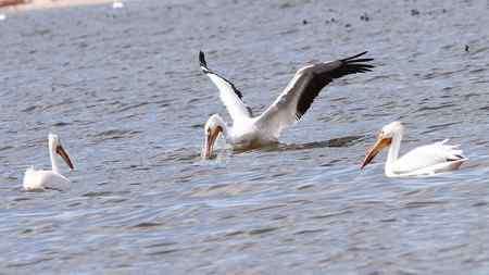 美洲白鹈鹕 美国加州内湖