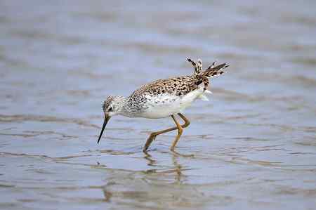 首次春季拍泽鹬