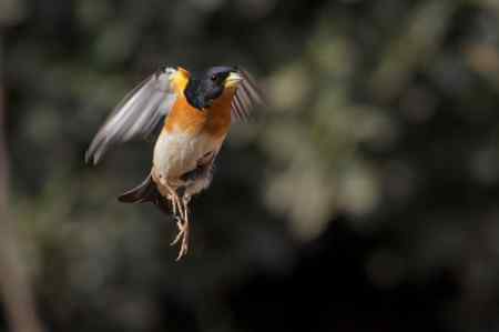 燕雀——跳跃版！