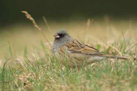 红尾巴鸟钻进灌木丛：灰头鹀回来了！