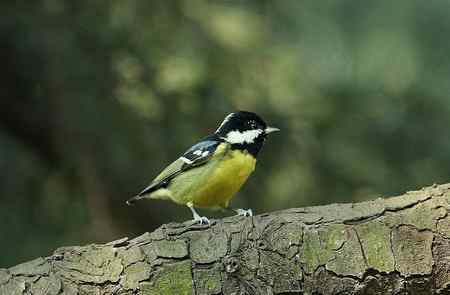 黄腹山雀高清晰照片一组