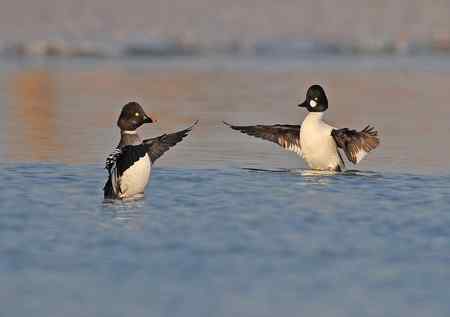 游戏多情的小鹊鸭